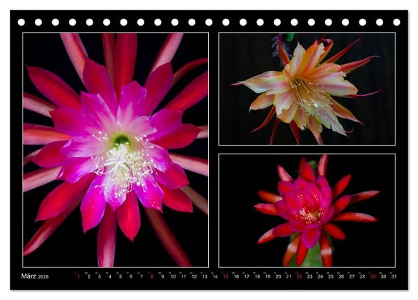 Produktbild: Epiphyllum-Hybriden (Tischkalender 2026 DIN A5 quer), CALVENDO Monatskalender