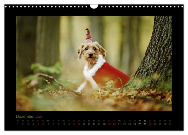 Produktbild: Elli Pirelli... aus dem Leben eines fr&ouml;hlichen Pinscher-Dackel-M&auml;dels (Wandkalender 2026 DIN A3 quer), CALVENDO Monatskalender
