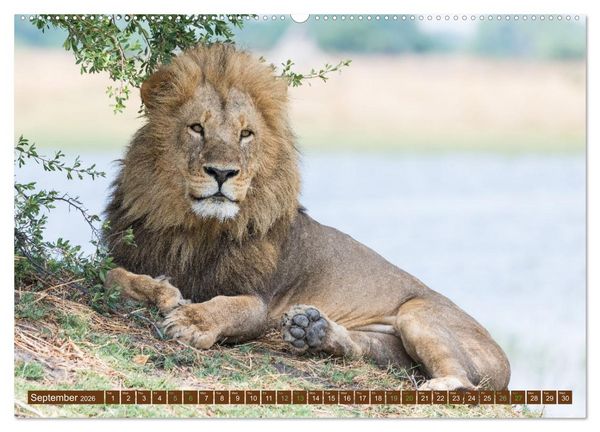 Produktbild: Lions of Southern Africa (High Quality Premium Wall Calendar 2026 DIN A2 landscape),CALVENDO 12 Month Wall Calendar