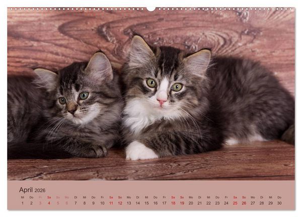Produktbild: Flauschige Ragdoll Kitten (Wandkalender 2026 DIN A2 quer), CALVENDO Monatskalender