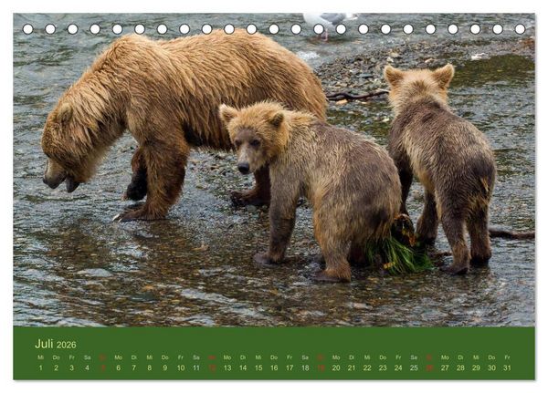 Produktbild: Der B&auml;renkalender 2026 CH-Version (Tischkalender 2026 DIN A5 quer), CALVENDO Monatskalender