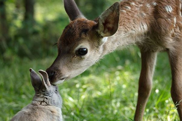 Produktbild: Bambi - Eine Lebensgeschichte aus dem Walde