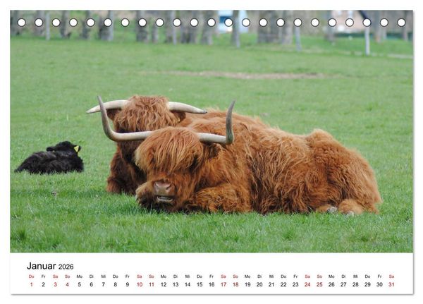 Produktbild: Die Schottischen Hochlandrinder und ihr Nachwuchs (Tischkalender 2026 DIN A5 quer), CALVENDO Monatskalender