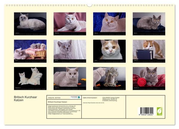 Produktbild: Britisch Kurzhaar Katzen (hochwertiger Premium Wandkalender 2026 DIN A2 quer), Kunstdruck in Hochglanz