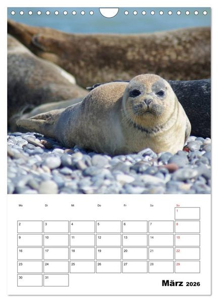 Produktbild: Liebenswerte Robben (Wandkalender 2026 DIN A4 hoch), CALVENDO Monatskalender