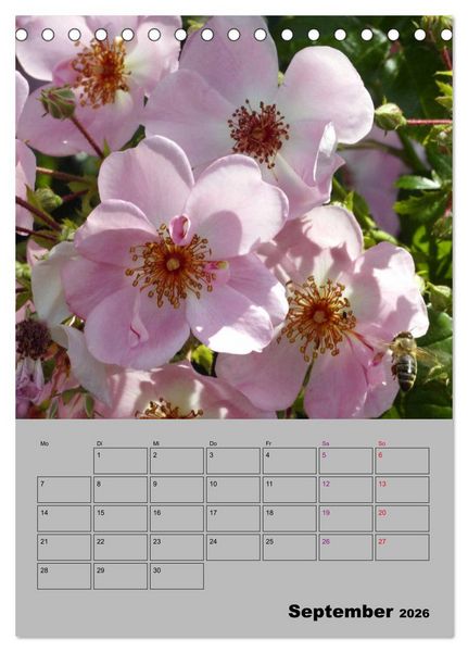 Produktbild: Rosen - Symbol der Liebe und Verehrung (Tischkalender 2026 DIN A5 hoch), CALVENDO Monatskalender