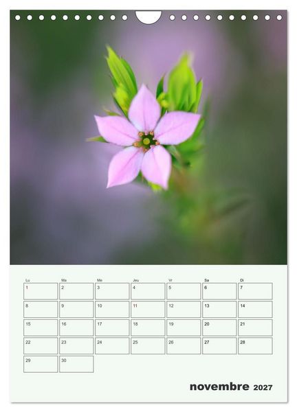 Produktbild: Fleurs en toute simplicit&eacute; - Beaut&eacute; minimaliste (Calendrier mural 2027 DIN A4 horizontal), CALVENDO calendrier mensuel