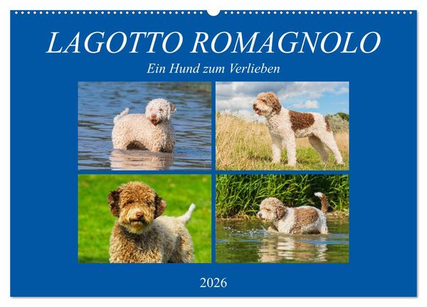 Lagotto Romagnolo - Ein Hund zum Verlieben (Wandkalender 2026 DIN A2 quer), CALVENDO Monatskalender