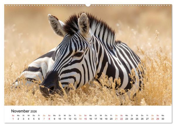 Produktbild: Zebras - Streifz&uuml;ge durch die Steppe (hochwertiger Premium Wandkalender 2026 DIN A2 quer), Kunstdruck in Hochglanz