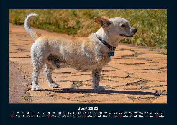 Produktbild: Der Hundekalender 2025 Fotokalender DIN A4