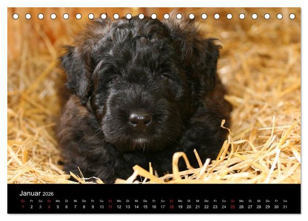 Produktbild: Bouvier des Flandres (Tischkalender 2026 DIN A5 quer), CALVENDO Monatskalender