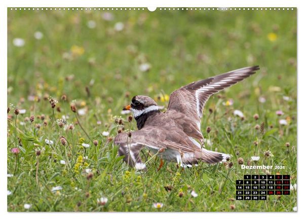 Produktbild: Die Vogelwelt der &Auml;u&szlig;eren Hebriden (hochwertiger Premium Wandkalender 2026 DIN A2 quer), Kunstdruck in Hochglanz