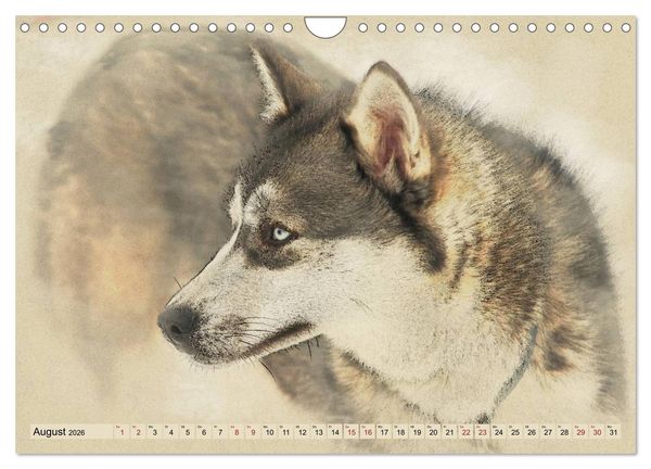 Produktbild: Schlittenhunde 2026 (Wandkalender 2026 DIN A4 quer), CALVENDO Monatskalender