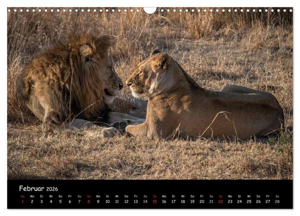 Produktbild: Tier-Momente in Afrika (Wandkalender 2026 DIN A3 quer), CALVENDO Monatskalender