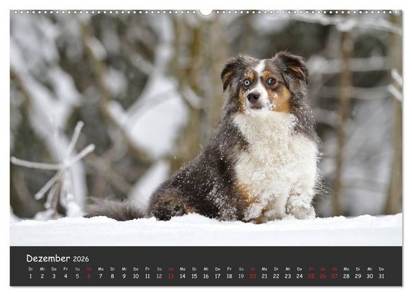 Produktbild: Australian Shepherd - Augenblicke (Wandkalender 2026 DIN A2 quer), CALVENDO Monatskalender