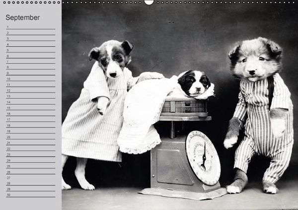 Produktbild: Katzen und Hunde - Nostalgie auf Pfoten (Wandkalender immerw&auml;hrend DIN A2 quer)