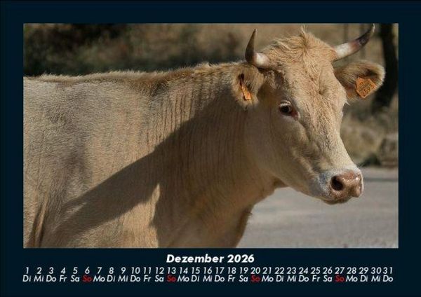 Produktbild: Kuhkalender 2026 Fotokalender DIN A5