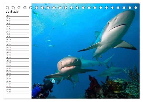 Produktbild: Tauchen - Abenteuer in Neptuns Wunderwelt (Tischkalender 2026 DIN A5 quer), CALVENDO Monatskalender