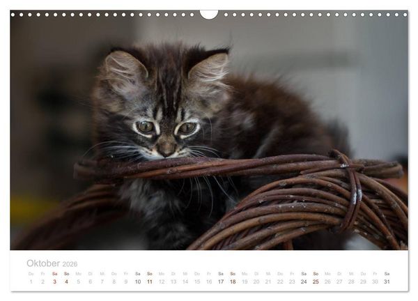 Produktbild: Katzenbabys beobachtet (Wandkalender 2026 DIN A3 quer), CALVENDO Monatskalender