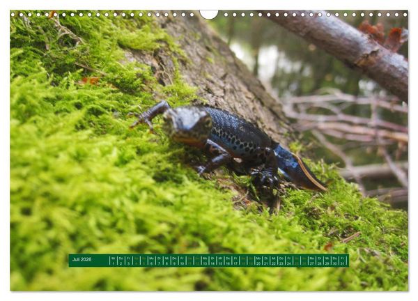 Produktbild: Unterwegs im Deister (Wandkalender 2026 DIN A3 quer), CALVENDO Monatskalender