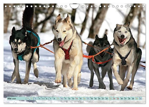 Produktbild: Huskies - Tolle Gef&auml;hrten (Wandkalender 2026 DIN A4 quer), CALVENDO Monatskalender