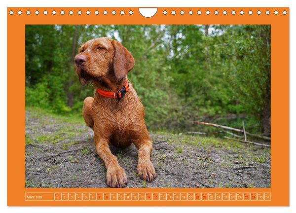 Produktbild: Faszination Magyar Vizsla (Wandkalender 2026 DIN A4 quer), CALVENDO Monatskalender