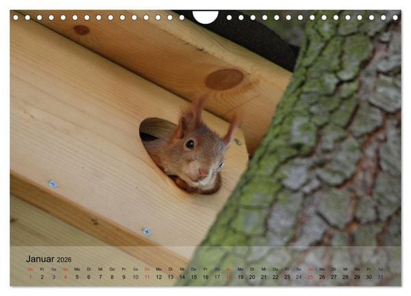 Produktbild: Spa&szlig; mit Eichh&ouml;rnchen-Kindern (Wandkalender 2026 DIN A4 quer), CALVENDO Monatskalender