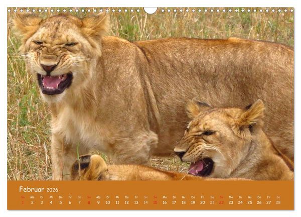 Produktbild: Auge in Auge mit den Tieren Afrikas (Wandkalender 2026 DIN A3 quer), CALVENDO Monatskalender
