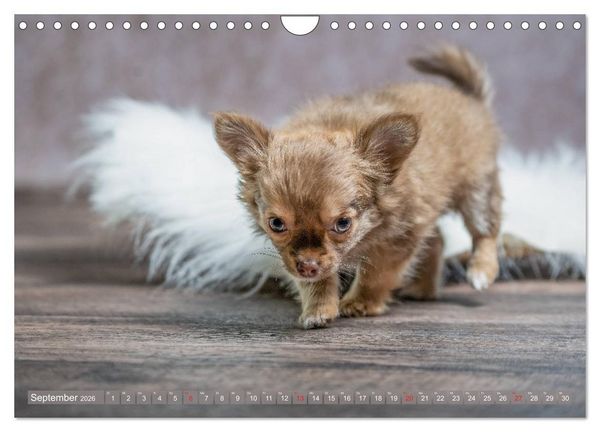 Produktbild: Chihuahua-Babys - Amy und Angel im Studio (Wandkalender 2026 DIN A4 quer), CALVENDO Monatskalender