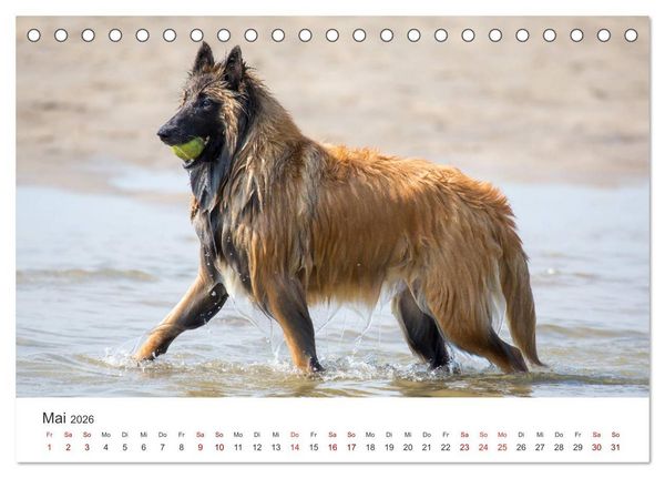 Produktbild: Freunde auf vier Pfoten am Strand (Tischkalender 2026 DIN A5 quer), CALVENDO Monatskalender