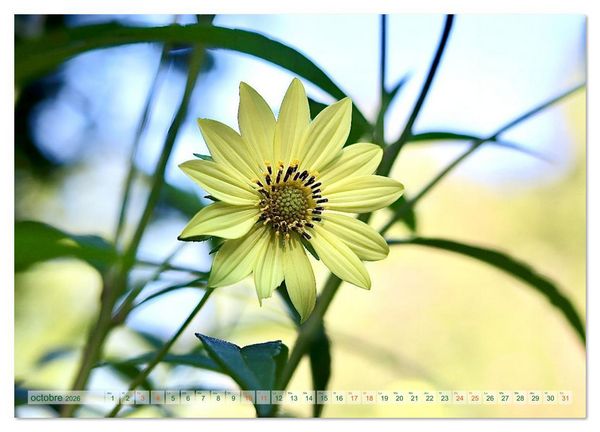 Produktbild: DES FLEURS ENCHANTERESSES (Calendrier mural 2026 DIN A2 vertical), CALVENDO calendrier mensuel