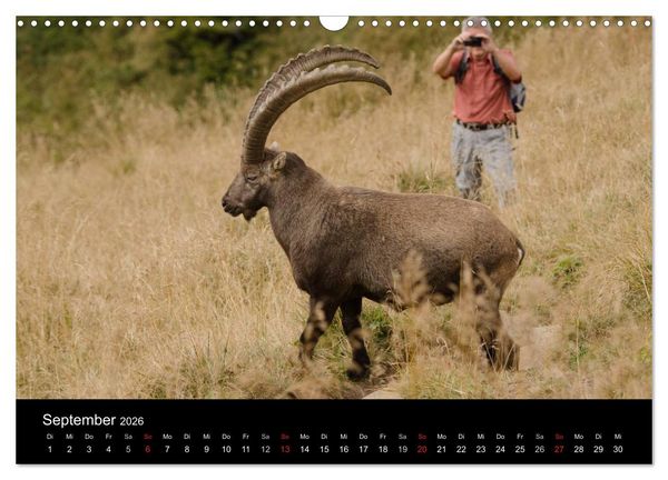 Produktbild: Steinwild in den Schweizer Voralpen (Wandkalender 2026 DIN A3 quer), CALVENDO Monatskalender