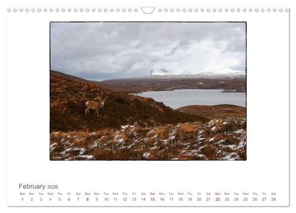Produktbild: Wild Deer In The Highlands (Wall Calendar 2026 DIN A3 landscape), CALVENDO 12 Month Wall Calendar
