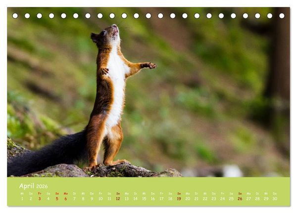 Produktbild: Eichh&ouml;rnchen - die s&uuml;&szlig;en Nussknacker (Tischkalender 2026 DIN A5 quer), CALVENDO Monatskalender