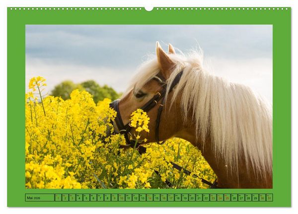 Produktbild: Pferde, das gr&ouml;&szlig;te Gl&uuml;ck auf dieser Erde (hochwertiger Premium Wandkalender 2026 DIN A2 quer), Kunstdruck in Hochglanz