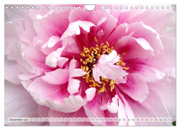 Produktbild: PFINGSTROSEN Rosen ohne Dornen (Wandkalender 2026 DIN A4 quer), CALVENDO Monatskalender