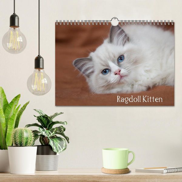 Produktbild: Ragdoll Kitten (Wandkalender 2026 DIN A4 quer), CALVENDO Monatskalender