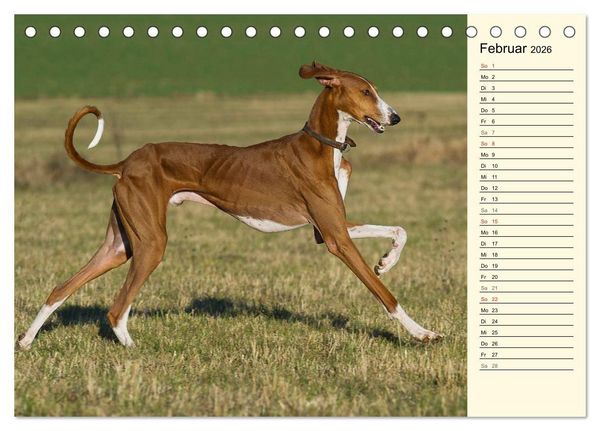 Produktbild: Windhund der W&uuml;ste - Der Azawakh (Tischkalender 2026 DIN A5 quer), CALVENDO Monatskalender