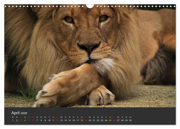 Produktbild: Tierpark-Gera (Wandkalender 2026 DIN A3 quer), CALVENDO Monatskalender