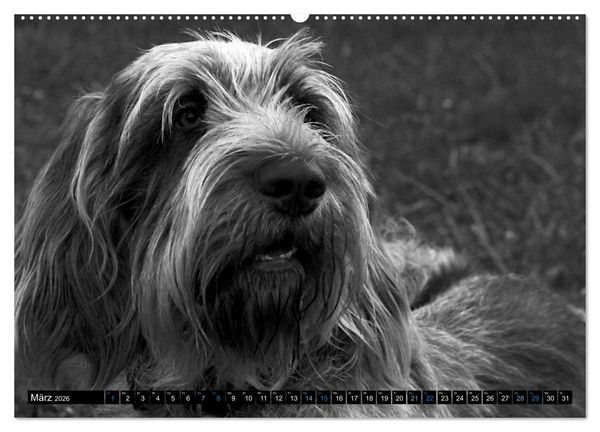 Produktbild: Carissimo Spinone Italiano (hochwertiger Premium Wandkalender 2026 DIN A2 quer), Kunstdruck in Hochglanz