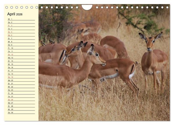 Produktbild: Afrika. Tiere in freier Wildbahn (Wandkalender 2026 DIN A4 quer), CALVENDO Monatskalender