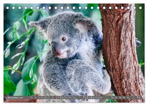 Produktbild: Koalas - Kuscheliges Symbol Australiens (Tischkalender 2026 DIN A5 quer), CALVENDO Monatskalender
