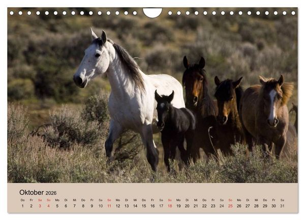 Produktbild: Wildpferde. Frei wie der Wind (Wandkalender 2026 DIN A4 quer), CALVENDO Monatskalender