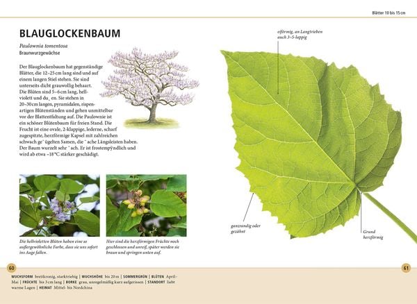 Produktbild: B&auml;ume am Blatt erkennen - 78 Laub- und Nadelgeh&ouml;lze. Bl&auml;tter in Originalgr&ouml;&szlig;e