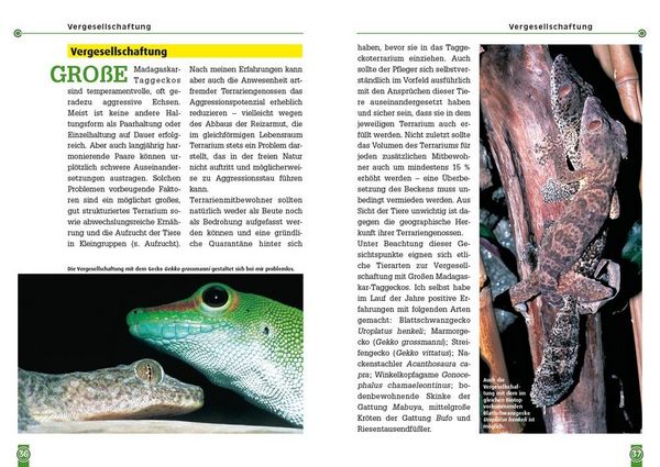 Produktbild: Der Gro&szlig;e Madagaskar-Taggecko