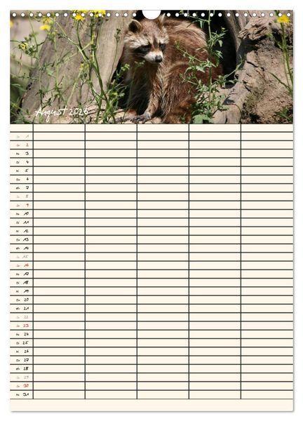 Produktbild: Waschb&auml;ren Familienplaner (Wandkalender 2026 DIN A3 hoch), CALVENDO Monatskalender