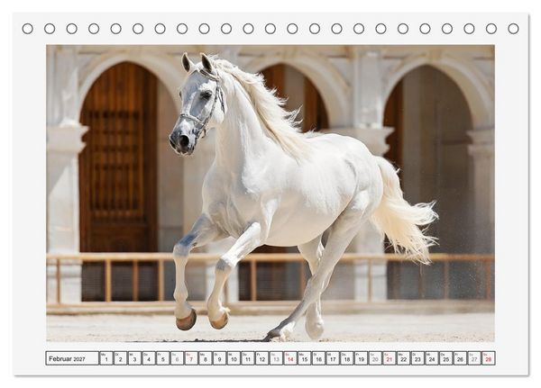 Produktbild: Spanische Eleganz. Edle Schimmel auf dem Gest&uuml;t (Tischkalender 2027 DIN A5 quer), CALVENDO Monatskalender
