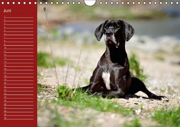 Produktbild: Deutsche Doggen / Geburtstagskalender (Wandkalender immerw&auml;hrend DIN A4 quer)