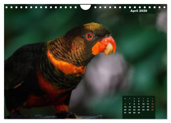 Produktbild: Papageien - Frech, sch&ouml;n und schlau (Wandkalender 2026 DIN A4 quer), CALVENDO Monatskalender