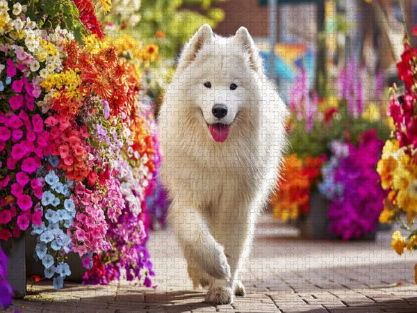 Produktbild: CALVENDO Puzzle Samojede im Sommer | 1000 Teile Lege-Gr&ouml;&szlig;e 64x48cm Foto-Puzzle f&uuml;r gl&uuml;ckliche Stunden